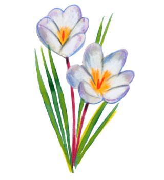 Crocus