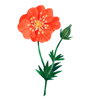 Geum