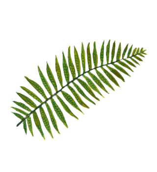 Golden male fern