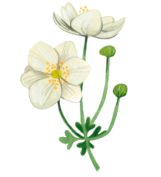 Japanese anemone