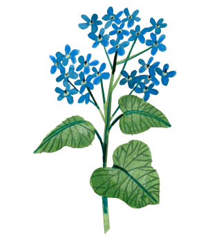 Siberian bugloss